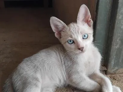 Gato raça SRD-ViraLata idade 2 a 6 meses nome josé