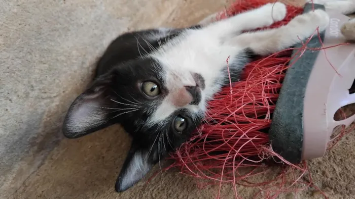Gato raça SRD-ViraLata idade 2 a 6 meses nome Rebeca
