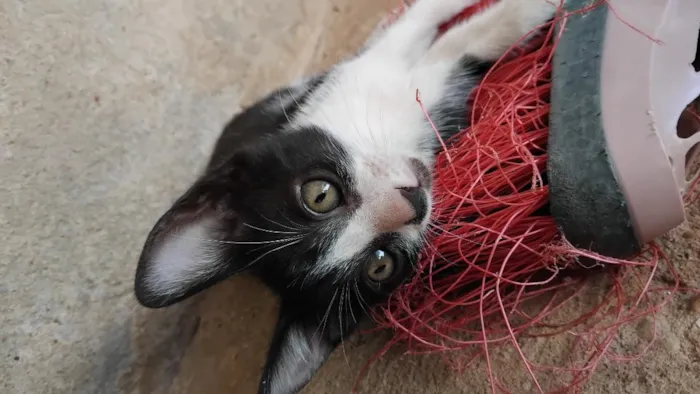 Gato raça SRD-ViraLata idade 2 a 6 meses nome Rebeca