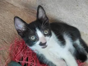 Gato raça SRD-ViraLata idade 2 a 6 meses nome Rebeca