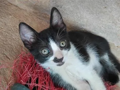 Gato raça SRD-ViraLata idade 2 a 6 meses nome Rebeca