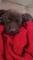 Kiara