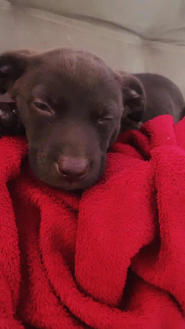 Cachorro raça SRD-ViraLata idade 2 a 6 meses nome Kiara