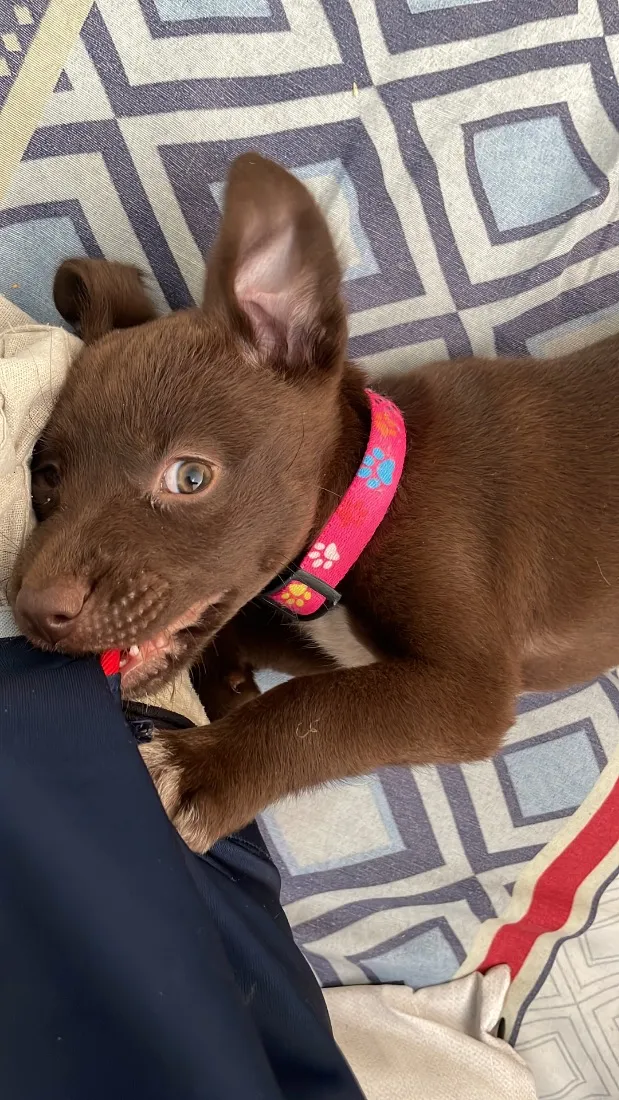 Cachorro raça SRD-ViraLata idade 2 a 6 meses nome Kiara