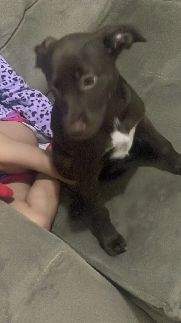 Cachorro raça SRD-ViraLata idade 2 a 6 meses nome Kiara