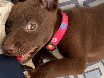Cachorro raça SRD-ViraLata idade 2 a 6 meses nome Kiara