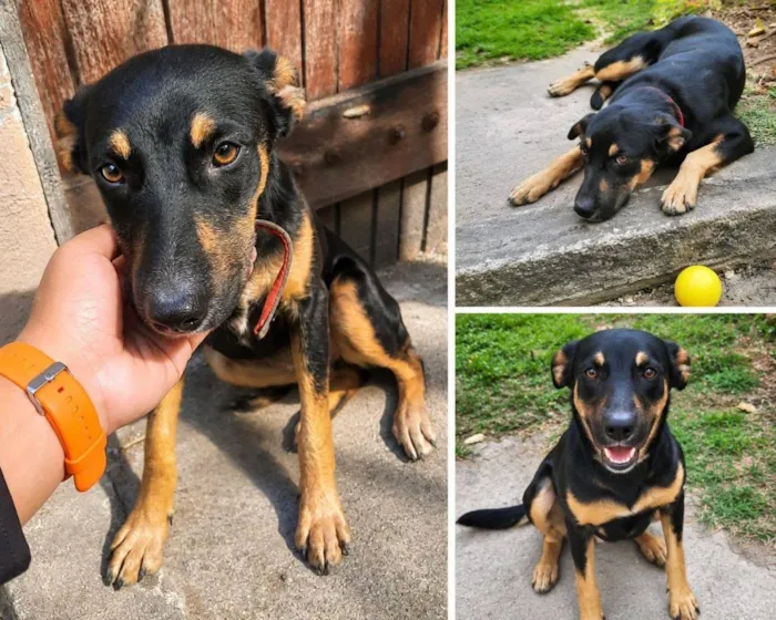 Cachorro raça SRD-ViraLata idade 7 a 11 meses nome Pérola