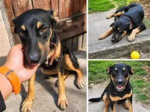 Cachorro raça SRD-ViraLata idade 7 a 11 meses nome Pérola