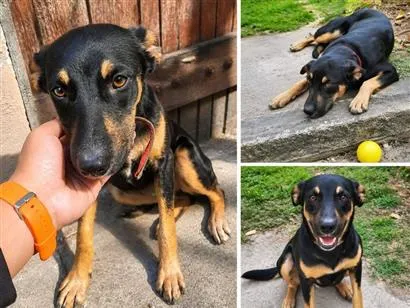 Cachorro raça SRD-ViraLata idade 7 a 11 meses nome Pérola