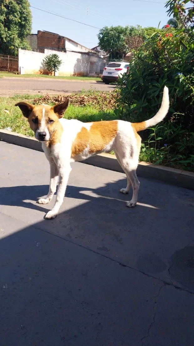 Cachorro raça SRD-ViraLata idade 1 ano nome não tem