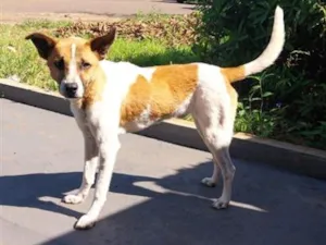 Cachorro raça SRD-ViraLata idade 1 ano nome não tem