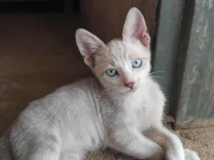 Gato raça SRD-ViraLata idade 2 a 6 meses nome josé