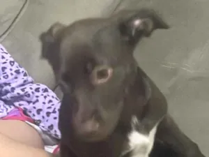 Cachorro raça SRD-ViraLata idade 2 a 6 meses nome Kiara