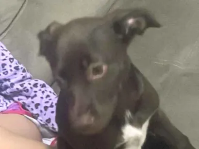 Cachorro raça SRD-ViraLata idade 2 a 6 meses nome Kiara