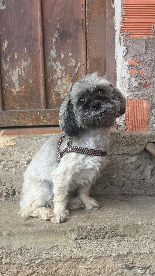 Cachorro raça Shitzu idade 5 anos nome Kiara