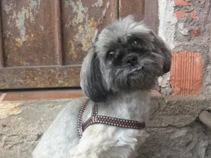 Cachorro raça Shitzu idade 5 anos nome Kiara