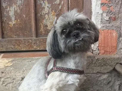 Cachorro raça Shitzu idade 5 anos nome Kiara