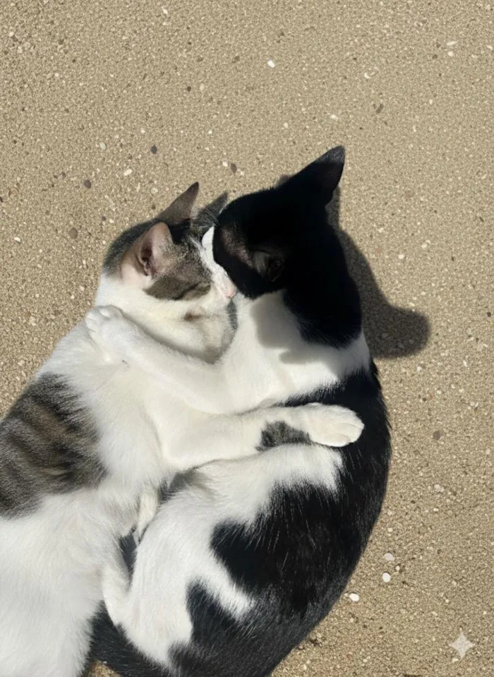 Gato raça SRD-ViraLata idade 1 ano nome pretinho
