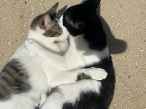 Gato raça SRD-ViraLata idade 1 ano nome pretinho