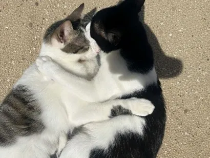 Gato raça SRD-ViraLata idade 1 ano nome pretinho
