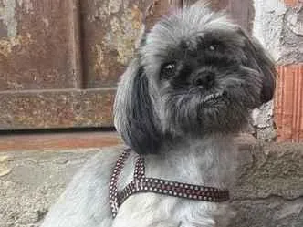 Cachorro raça Shitzu idade 5 anos nome Kiara