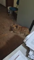 Raposinha