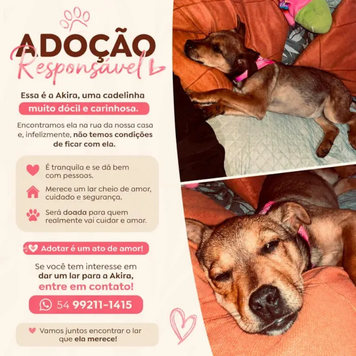 Cachorro raça SRD-ViraLata idade 2 a 6 meses nome Akira