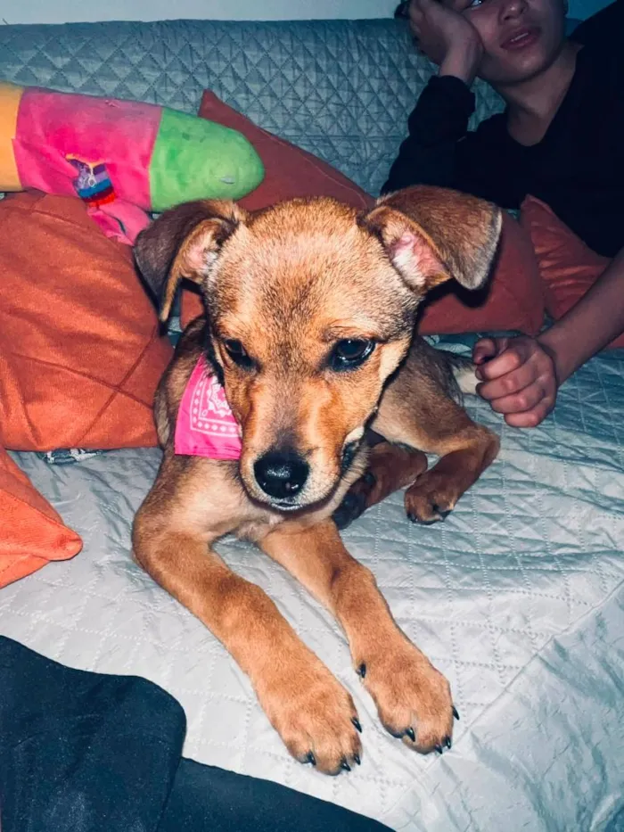 Cachorro raça SRD-ViraLata idade 2 a 6 meses nome Akira