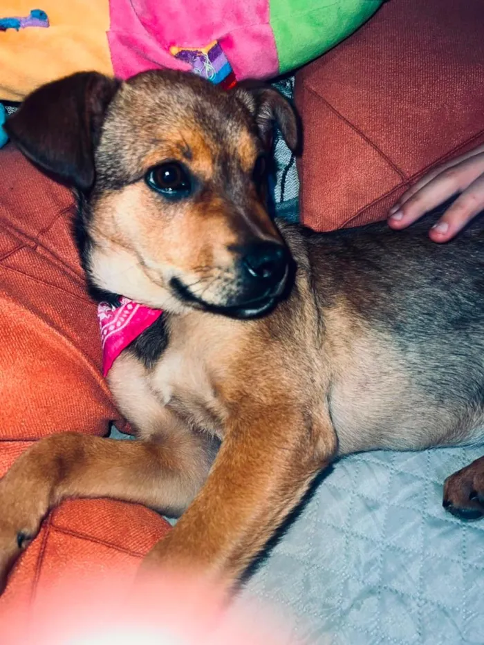 Cachorro raça SRD-ViraLata idade 2 a 6 meses nome Akira