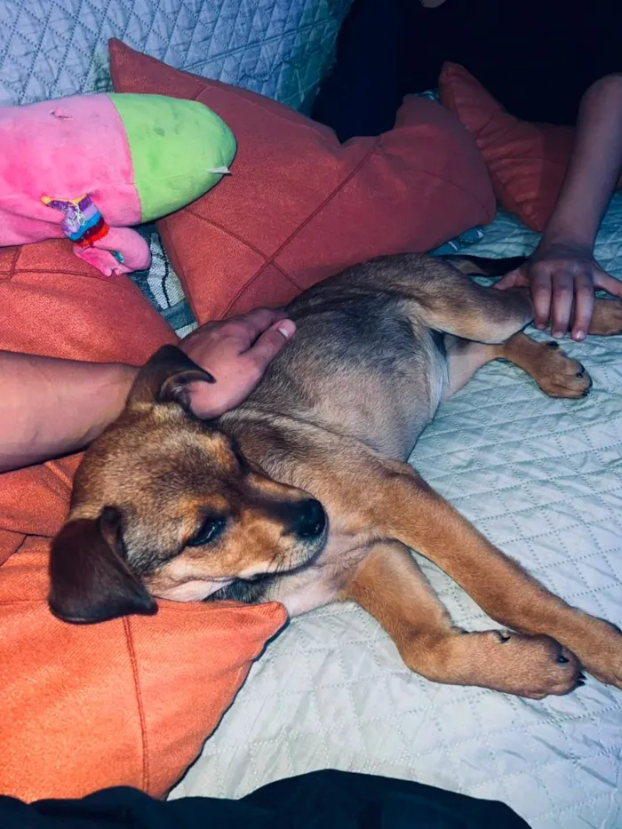 Cachorro raça SRD-ViraLata idade 2 a 6 meses nome Akira