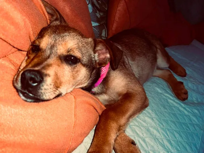 Cachorro raça SRD-ViraLata idade 2 a 6 meses nome Akira