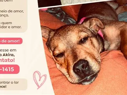 Cachorro raça SRD-ViraLata idade 2 a 6 meses nome Akira