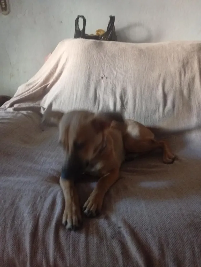 Cachorro raça SRD-ViraLata idade 6 ou mais anos nome Filó