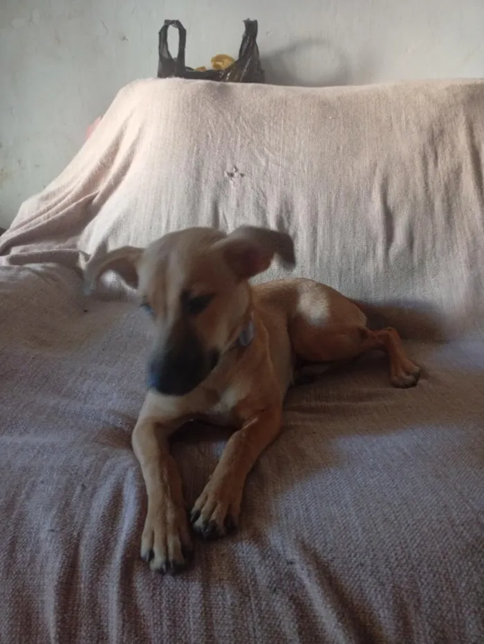 Cachorro raça SRD-ViraLata idade 6 ou mais anos nome Filó