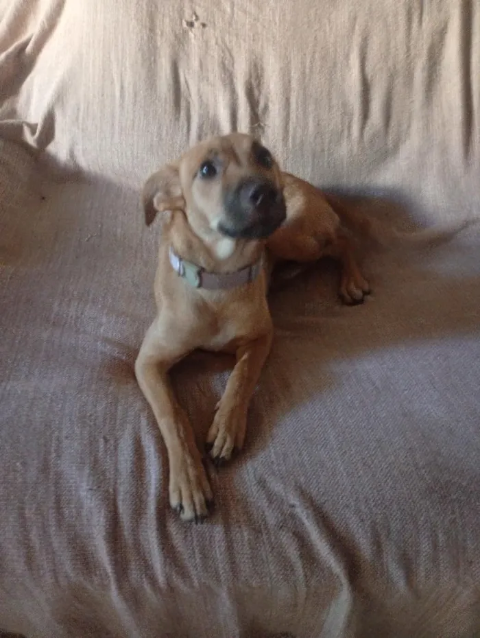 Cachorro raça SRD-ViraLata idade 6 ou mais anos nome Filó