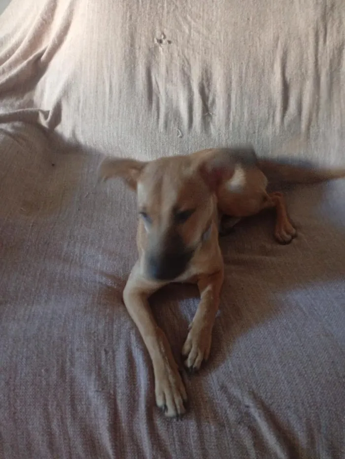 Cachorro raça SRD-ViraLata idade 6 ou mais anos nome Filó