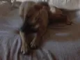 Filó