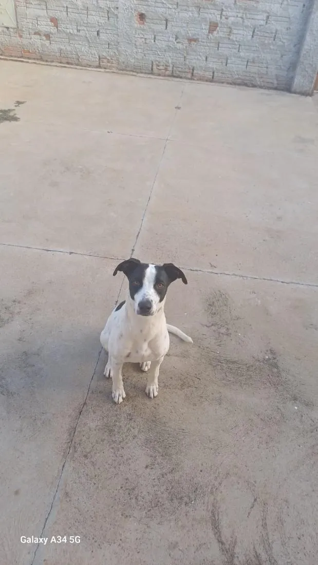 Cachorro raça SRD-ViraLata idade 2 anos nome Jade