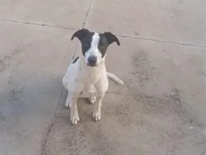 Cachorro raça SRD-ViraLata idade 2 anos nome Jade
