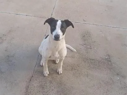 Cachorro raça SRD-ViraLata idade 2 anos nome Jade