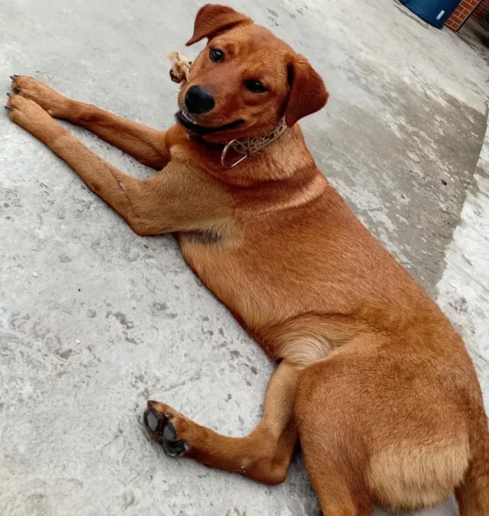 Cachorro raça SRD-ViraLata idade 2 anos nome Mel