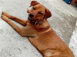 Cachorro raça SRD-ViraLata idade 2 anos nome Mel
