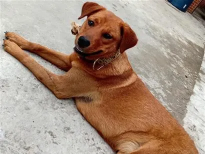 Cachorro raça SRD-ViraLata idade 2 anos nome Mel