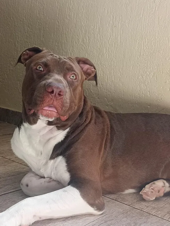 Cachorro raça SRD-ViraLata idade 2 anos nome Ragnar