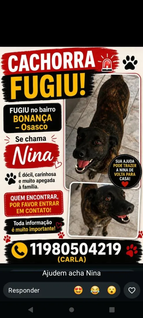 Cachorro raça SRD-ViraLata idade 2 anos nome Nina