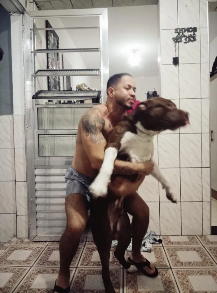 Cachorro raça SRD-ViraLata idade 2 anos nome Ragnar