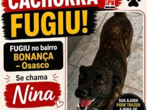 Cachorro raça SRD-ViraLata idade 2 anos nome Nina