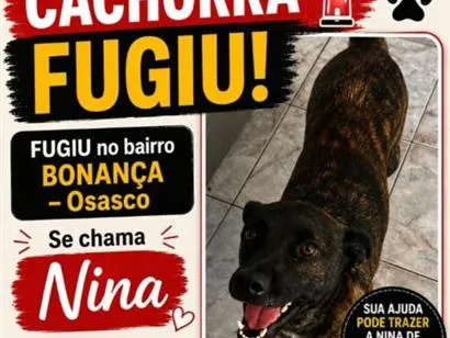 Cachorro raça SRD-ViraLata idade 2 anos nome Nina