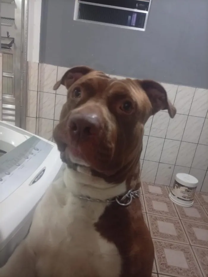Cachorro raça SRD-ViraLata idade 2 anos nome Ragnar