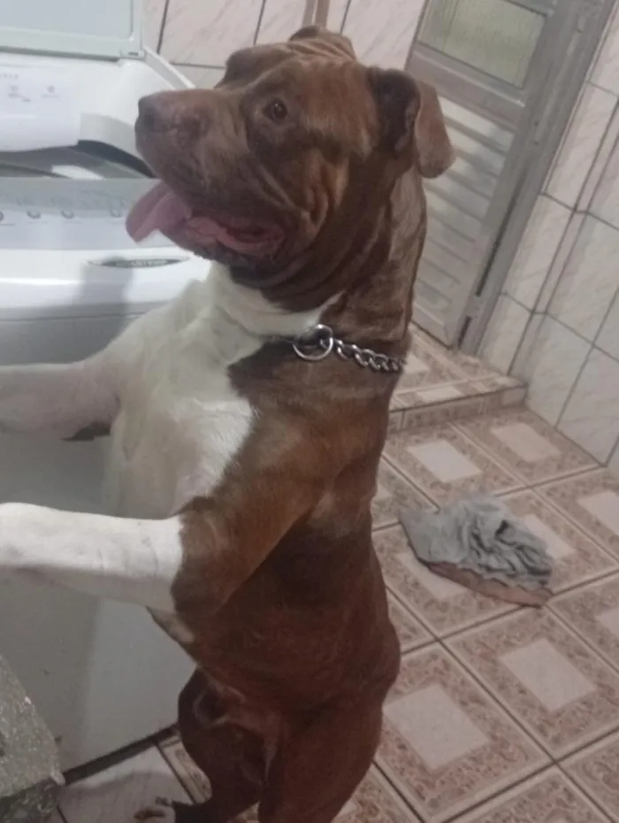 Cachorro raça SRD-ViraLata idade 2 anos nome Ragnar